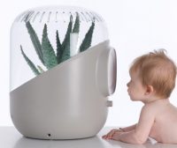 Домашние растения не только увлажняют, но и дезинфицируют воздух Домашние растения не только увлажняют, но и дезинфицируют воздух