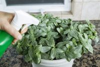 При отсутствии увлажнителя для насыщения воздуха влагой следует время от времени разбрызгивать воду пульверизатором При отсутствии увлажнителя для насыщения воздуха влагой следует время от времени разбрызгивать воду пульверизатором