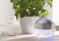 О том, что воздух в квартире сухой, подскажут начинающие подсыхать кончики листьев растений О том, что воздух в квартире сухой, подскажут начинающие подсыхать кончики листьев растений