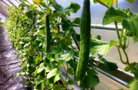 Парники из поликарбоната дольше удерживают тепло, создавая идеальные условия для выращивания огурцов Парники из поликарбоната дольше удерживают тепло, создавая идеальные условия для выращивания огурцов