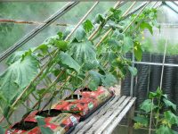 Выращивая огурцы в теплице позволяет собирать урожай свежих овощей большую часть года