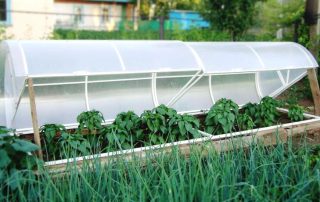Парник Хлебница: функциональная конструкция для выращивания овощей