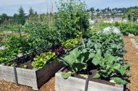 При закладке слоев в теплую грядку необходимо четко контролировать количество удобрений, чтобы не повысить допустимую температуру почвы для корневой системы растений При закладке слоев в теплую грядку необходимо четко контролировать количество удобрений, чтобы не повысить допустимую температуру почвы для корневой системы растений