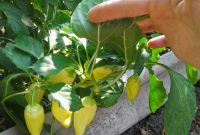 Теплые высокие грядки ускоряют выращивание растений, так как почва прогревается лучше и рассаду можно высаживать раньше Теплые высокие грядки ускоряют выращивание растений, так как почва прогревается лучше и рассаду можно высаживать раньше