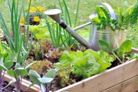 Высокая грядка должна находиться на солнце не менее 5 часов в день Высокая грядка должна находиться на солнце не менее 5 часов в день