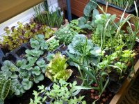 Плотность посадок на высокой грядке в два раза выше, чем на обычной Плотность посадок на высокой грядке в два раза выше, чем на обычной