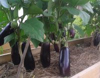 Приподнятые грядки — идеальное решение для участков с заболоченной или сухой почвой Приподнятые грядки — идеальное решение для участков с заболоченной или сухой почвой