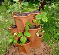 Клубнику, выращиваемую в горшках, нужно удобрять каждые две недели Клубнику, выращиваемую в горшках, нужно удобрять каждые две недели