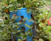 Выращиваие клубники в бочке по методу вертикальных грядок Выращиваие клубники в бочке по методу вертикальных грядок