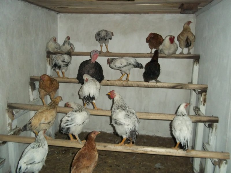 Гнездо для кур-несушек с яйцесборником (Гнездо-Ф-4)