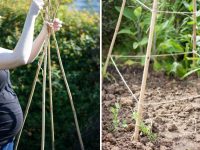 Парник для перцев стоит размещать только на хорошо освещенном месте, поскольку растения этой культуры любят свет и плохо растут в тени Парник для перцев стоит размещать только на хорошо освещенном месте, поскольку растения этой культуры любят свет и плохо растут в тени