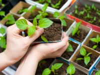 В большинстве случаев, мини парники используют для взращивания рассады овощных культур В большинстве случаев, мини парники используют для взращивания рассады овощных культур