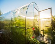 Поликарбонат отлично пропускает солнечный свет, благодаря чему овощные культуры быстрее развиваются и созревают Поликарбонат отлично пропускает солнечный свет, благодаря чему овощные культуры быстрее развиваются и созревают