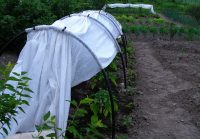 Укрывной материал парника должен быть прочно закреплен Укрывной материал парника должен быть прочно закреплен