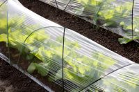 Парник из дуг, покрытый целлофановой пленкой Парник из дуг, покрытый целлофановой пленкой