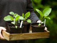 Для того, чтобы парник был удобным, стоит позаботиться о наличии входных дверей, полок и форточек для проветривания Для того, чтобы парник был удобным, стоит позаботиться о наличии входных дверей, полок и форточек для проветривания