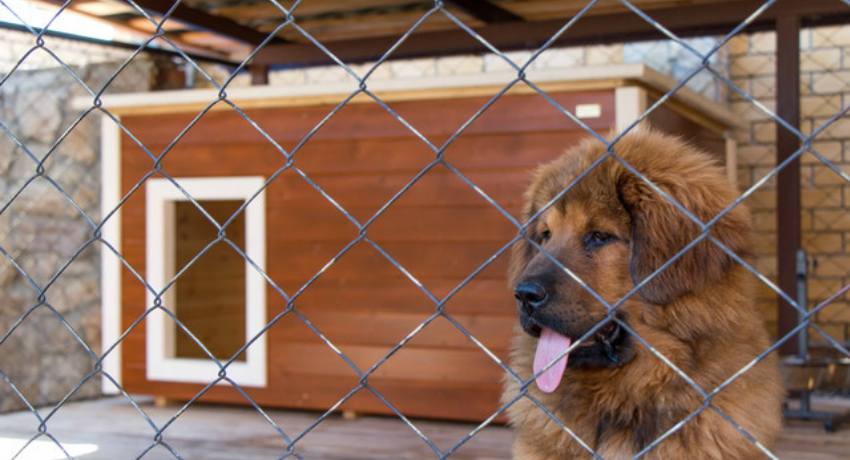 Вольер для собак: фото и чертежи удачных конструкций