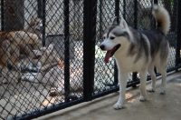 Для содержания целой своры собак, обычно выбирают цельную конструкцию вольера, разделенную на зоны для каждого животного Для содержания целой своры собак, обычно выбирают цельную конструкцию вольера, разделенную на зоны для каждого животного