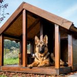 Вольер для собак: фото удачных конструкций, сделанных своими руками