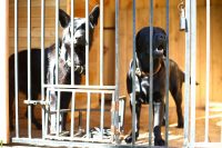 При содержании нескольких собак в одном вольере необходимо обустроить специальные окна для кормления При содержании нескольких собак в одном вольере необходимо обустроить специальные окна для кормления