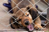 Крепление сетки должно проводится таким образом, чтобы собака не могла поранится Крепление сетки должно проводится таким образом, чтобы собака не могла поранится