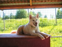 Для комфортного проживания, размер вольера должен соответствовать потребностям той или иной породы собаки Для комфортного проживания, размер вольера должен соответствовать потребностям той или иной породы собаки