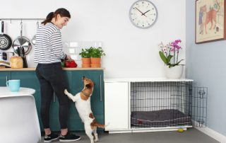 Вольер для собаки в квартире: как создать безопасное место для домашнего питомца