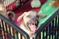 Для того, чтобы нахождение в вольере не приносило животному переживаний, необходимо приучать собаку постепенно Для того, чтобы нахождение в вольере не приносило животному переживаний, необходимо приучать собаку постепенно