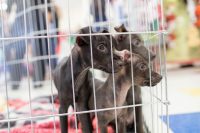 При большом количестве щенков в доме, вольер необходим для того чтобы животные были в безопасности При большом количестве щенков в доме, вольер необходим для того чтобы животные были в безопасности