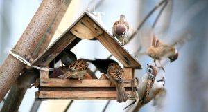 Скворечник: размеры, чертеж и рекомендации по созданию птичьего жилья