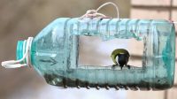 Доступный и простой способ сооружения кормушки - использование пластиковой бутылки