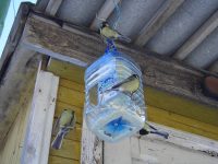 Дверцы в бутылке лучше располагать не у самого дна, что обеспечит определенный запас корма Дверцы в бутылке лучше располагать не у самого дна, что обеспечит определенный запас корма