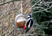 Креативная кормушка из кокосовой скорлупы Креативная кормушка из кокосовой скорлупы