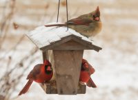 Деревянная кормушка гармонично впишется в общий вид частого двора Деревянная кормушка гармонично впишется в общий вид частого двора