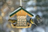 Для окрашивания кормушки рекомендуется использовать составы на водной основе Для окрашивания кормушки рекомендуется использовать составы на водной основе