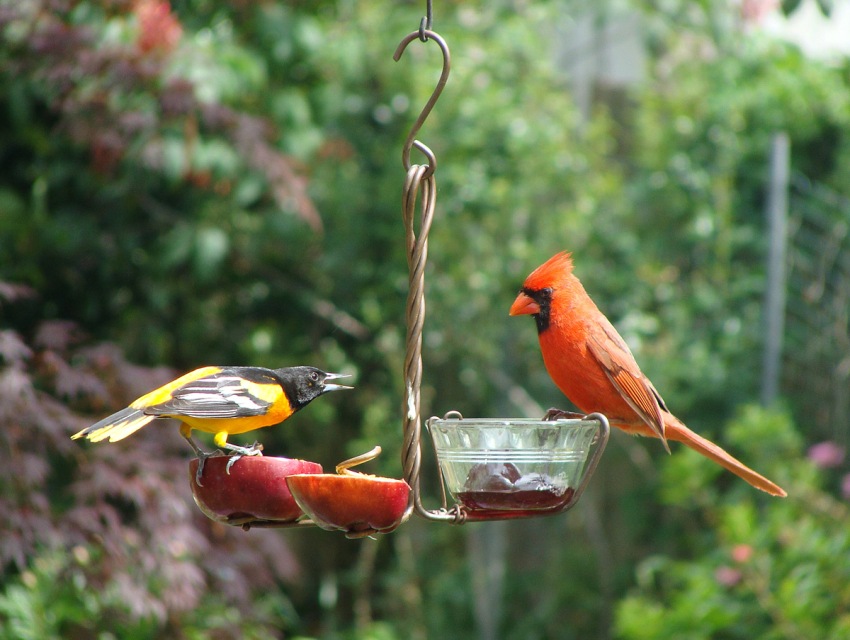 Кормушки своими руками для птиц: интересные идеи и советы для их воплощения