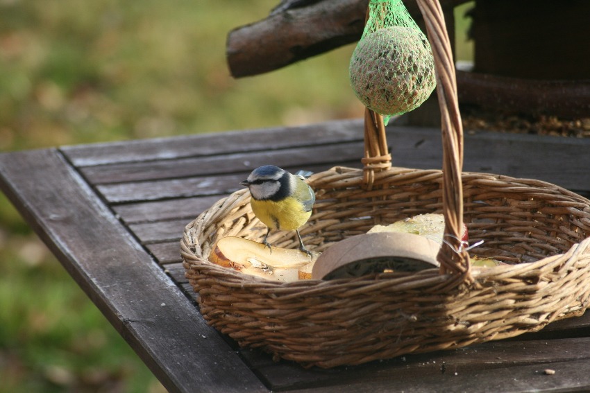 Простой способ сделать для птицы столовую - использовать плетеную корзинку