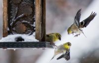 Можно украсить кормушку с помощью резных элементов Можно украсить кормушку с помощью резных элементов