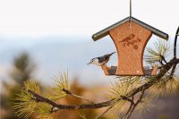 Кормушку для птиц можно декорировать с помощью рисунков Кормушку для птиц можно декорировать с помощью рисунков