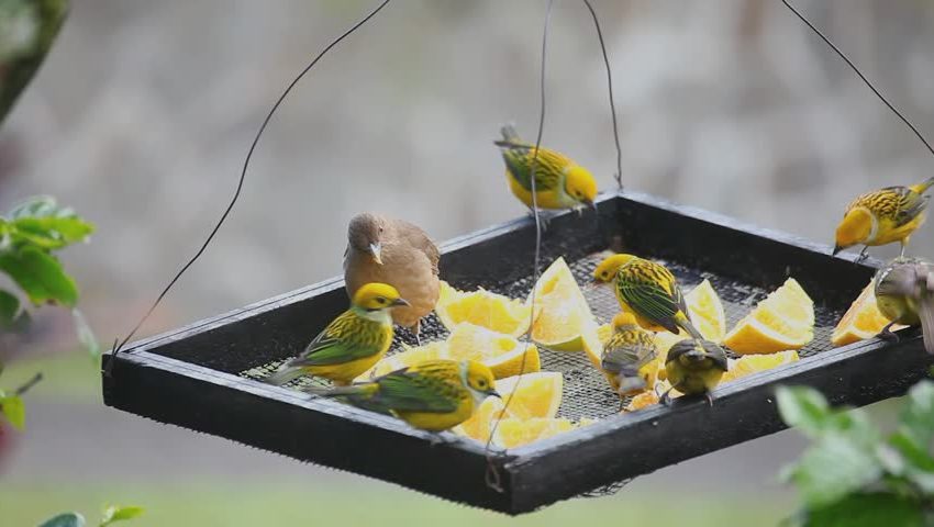 В лотке для птиц можно разместить зерно и фруктовую подкормку